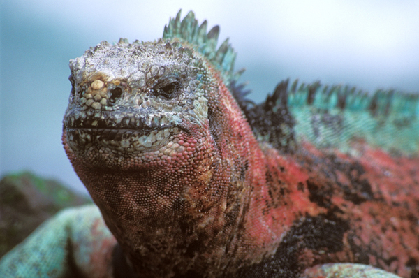 Male Marine Iguana, Espanola Island, Punta Suarez : Creatures of the Galapagos : Diane Smook Photography: Nature, Dance, Documentary