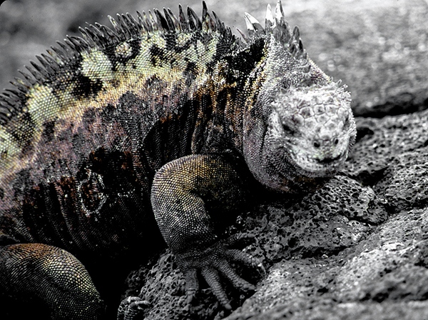Marine Iguana, Santiago Island, Puerto Egas : Creatures of the Galapagos : Diane Smook Photography: Nature, Dance, Documentary