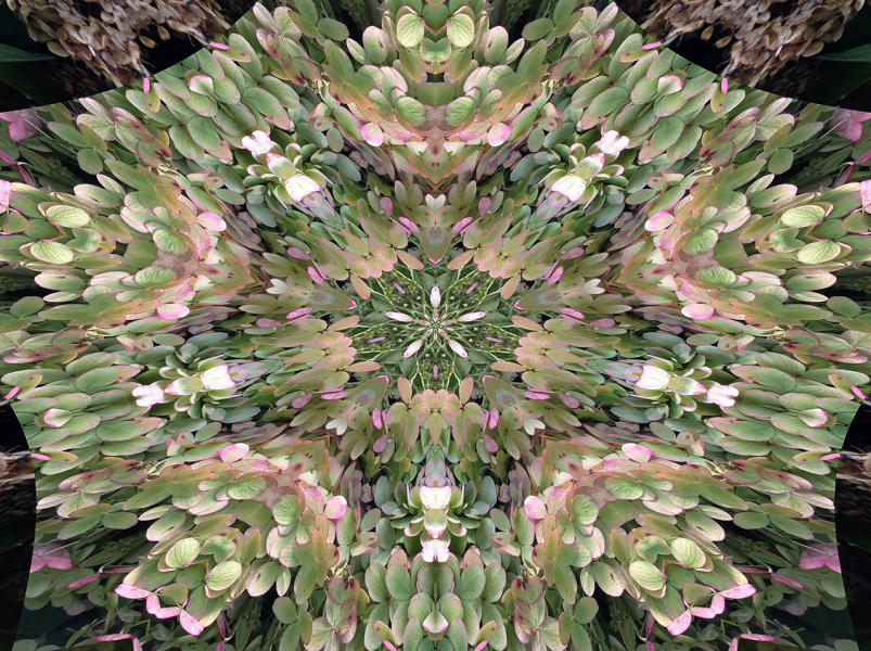 Hydrangea 3 : Kaleidoscopes : Diane Smook Photography: Nature, Dance, Documentary
