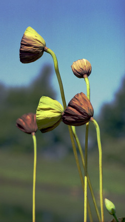 Tall Lotus Pods : Beauty in Context : Diane Smook Photography: Nature, Dance, Documentary