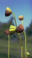 Tall Lotus Pods
