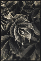 Old Rose Leaf/Ladybug
