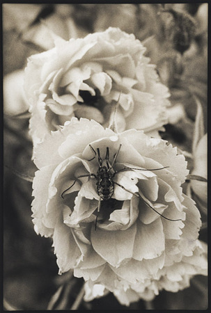 Old Rose/Spider : Portraits from the Garden : Diane Smook Photography: Nature, Dance, Documentary