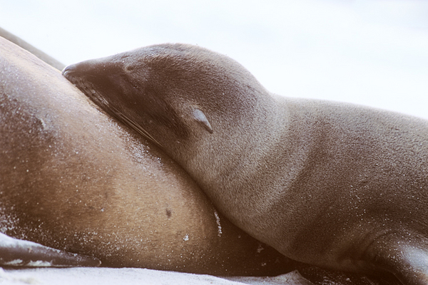 Galapagos Sea Lions, Espanola Island, Gardner Bay : Creatures of the Galapagos : Diane Smook Photography: Nature, Dance, Documentary