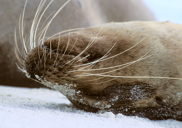 Galapagos Sea Lion, Espanola Island, Gardner Bay : Creatures of the Galapagos : Diane Smook Photography: Nature, Dance, Documentary