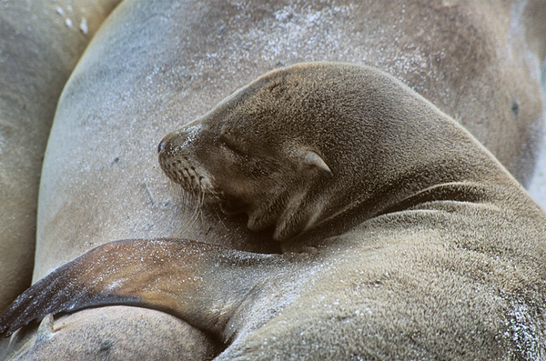 Galapagos Sea Lions, Espanola Island, Gardner Bay : Creatures of the Galapagos : Diane Smook Photography: Nature, Dance, Documentary