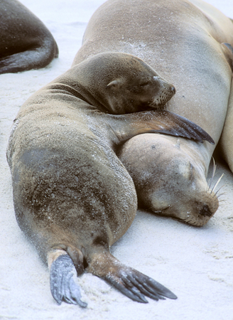 Galapagos Sea Lions, Espanola Island, Gardner Bay : Creatures of the Galapagos : Diane Smook Photography: Nature, Dance, Documentary