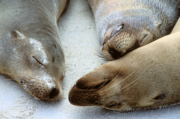 Galapagos Sea Lions, Espanola Island, Gardner Bay : Creatures of the Galapagos : Diane Smook Photography: Nature, Dance, Documentary
