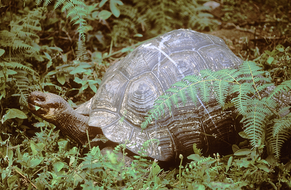 Giant Galapagos Land Tortoise, Santa Cruz Highlands : Creatures of the Galapagos : Diane Smook Photography: Nature, Dance, Documentary