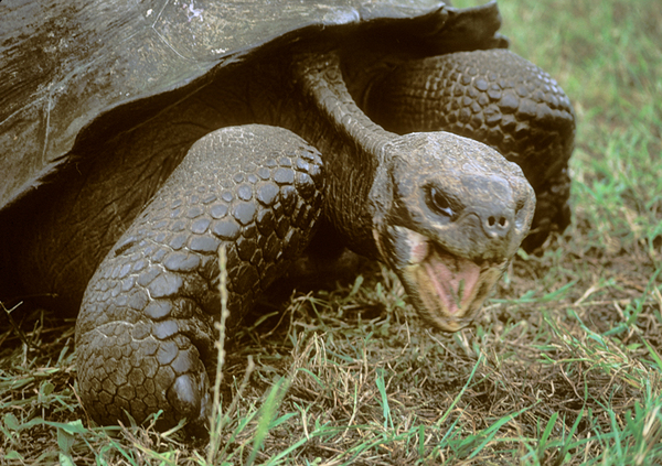 Giant Galapagos Land Tortoise, Santa Cruz Highlands : Creatures of the Galapagos : Diane Smook Photography: Nature, Dance, Documentary