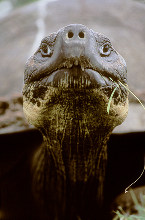 Giant Galapagos Land Tortoise, Santa Cruz Highlands : Creatures of the Galapagos : Diane Smook Photography: Nature, Dance, Documentary