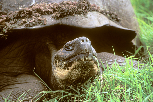 Giant Galapagos Land Tortoise, Santa Cruz Highlands : Creatures of the Galapagos : Diane Smook Photography: Nature, Dance, Documentary