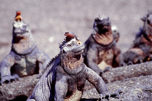 Marine Iguanas and Tiny Lava Lizards, Isabela Island, Urbina Bay : Creatures of the Galapagos : Diane Smook Photography: Nature, Dance, Documentary
