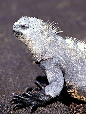 Land Iguana, Fernandina Island, Punta Espinosa : Creatures of the Galapagos : Diane Smook Photography: Nature, Dance, Documentary