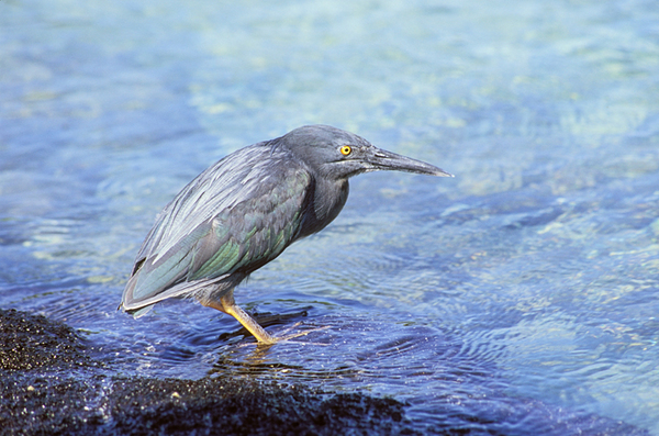 Lava Heron, Fernandina Island, Punta Espinosa : Creatures of the Galapagos : Diane Smook Photography: Nature, Dance, Documentary