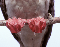 Red Feet of Red-footed Booby, Genovesa Island