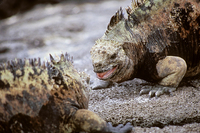 Male marine Iguanas Fighting Over a Female, Santiago Island, Puerto Egas