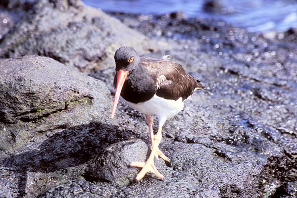 American Oystercatcher, Santiago Island, Puerto Egas : Creatures of the Galapagos : Diane Smook Photography: Nature, Dance, Documentary