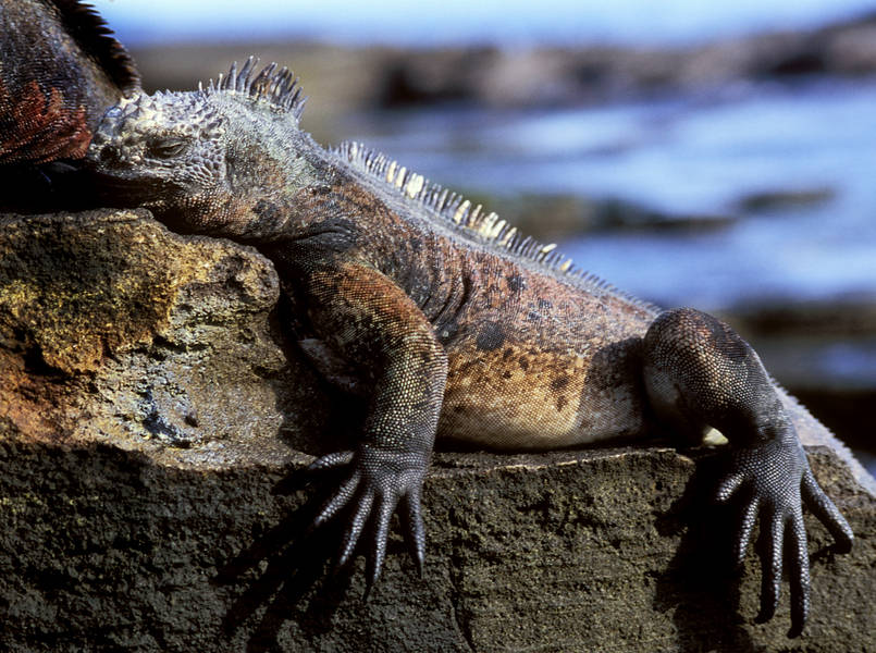 Exhausted Marine Iguana, Santiago Island, Puerto Egas : Creatures of the Galapagos : Diane Smook Photography: Nature, Dance, Documentary