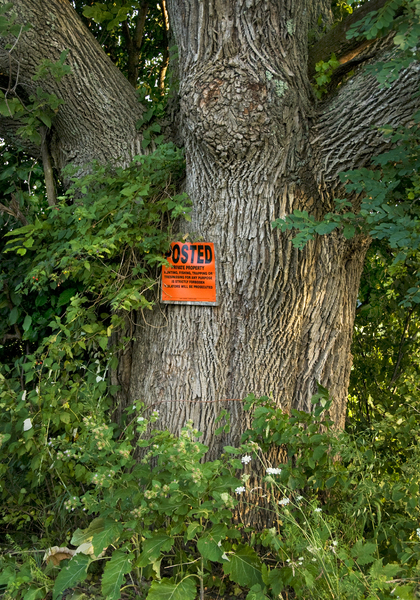 Posted Tree; County Route 7 : Rural Impressions : Diane Smook Photography: Nature, Dance, Documentary