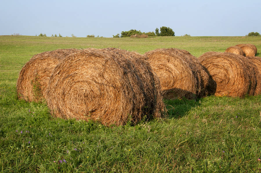 Last Cutting; McCagg Road : Rural Impressions : Diane Smook Photography: Nature, Dance, Documentary