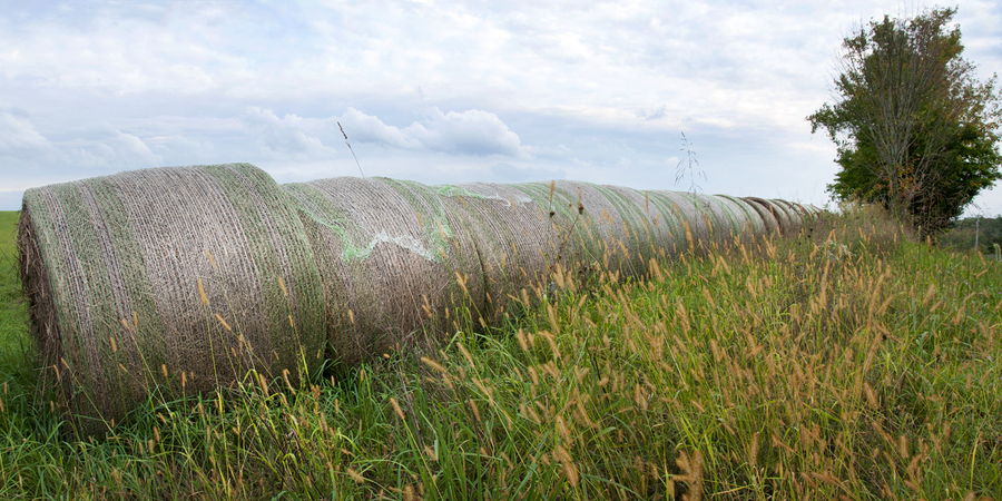 Green Striped Bales; County Route 21 : Rural Impressions : Diane Smook Photography: Nature, Dance, Documentary