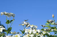 Dragonfly on Clematis