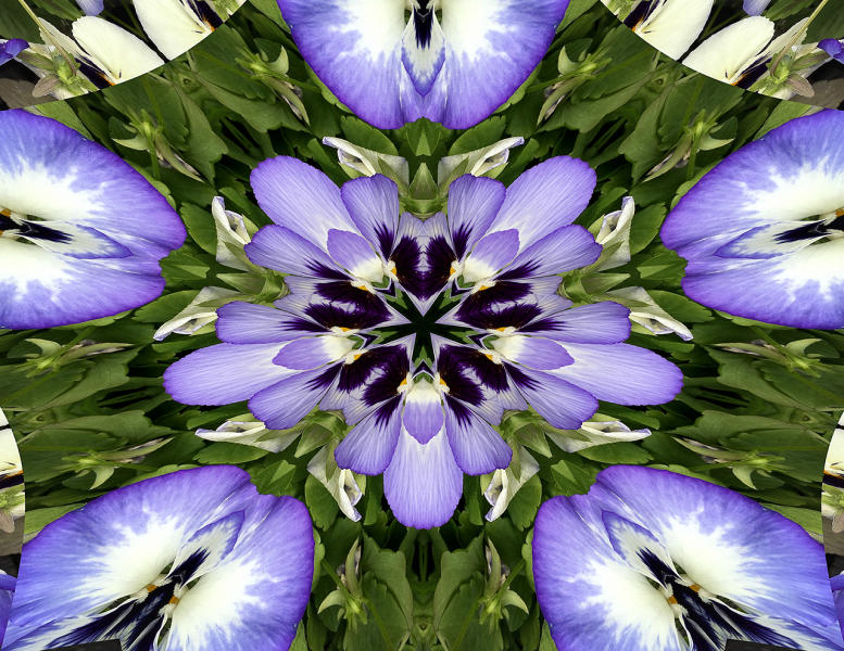 Pansies 3 : Kaleidoscopes : Diane Smook Photography: Nature, Dance, Documentary