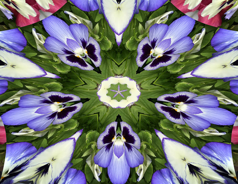 Pansies 4 : Kaleidoscopes : Diane Smook Photography: Nature, Dance, Documentary