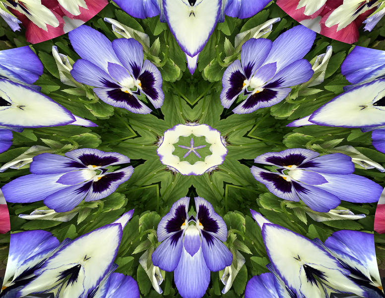 Pansies 4 : Kaleidoscopes : Diane Smook Photography: Nature, Dance, Documentary