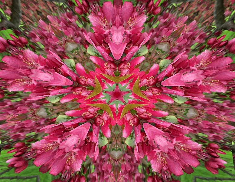 Crabapple 3 : Kaleidoscopes : Diane Smook Photography: Nature, Dance, Documentary