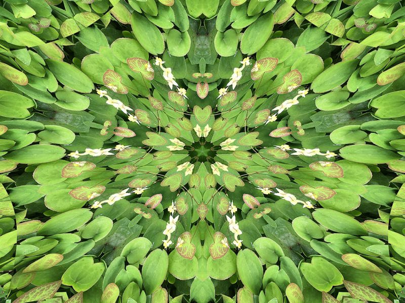 Epimedium 2 : Kaleidoscopes : Diane Smook Photography: Nature, Dance, Documentary