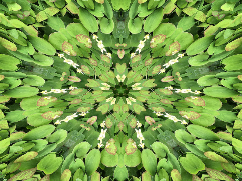 Epimedium 2 : Kaleidoscopes : Diane Smook Photography: Nature, Dance, Documentary