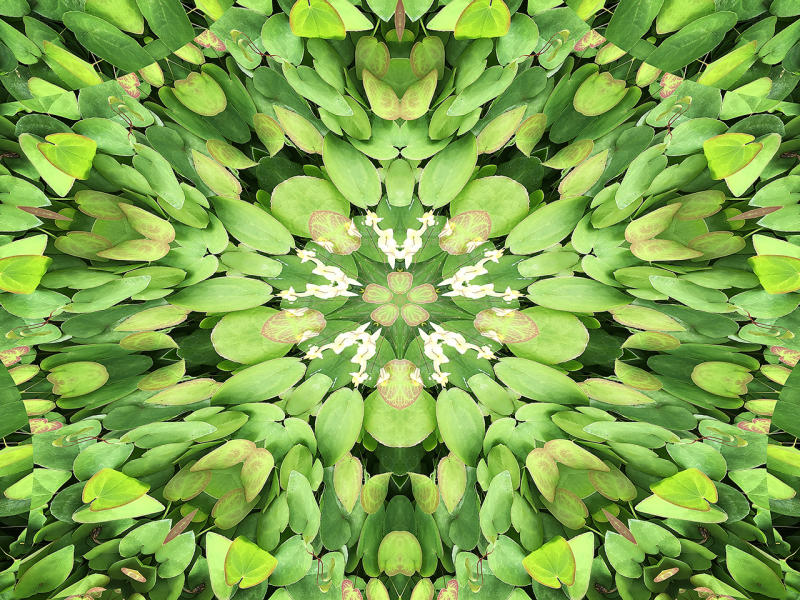 Epimedium 1 : Kaleidoscopes : Diane Smook Photography: Nature, Dance, Documentary