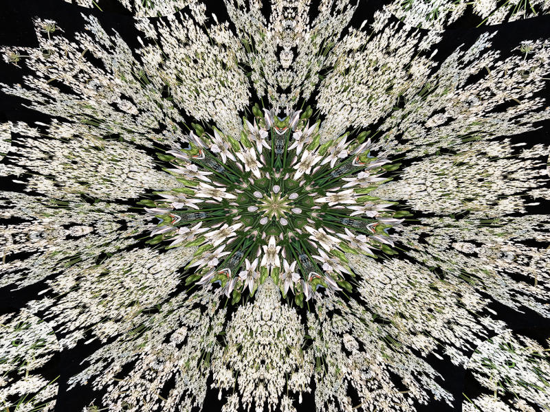 Queen Anne's Lace 2 : Kaleidoscopes : Diane Smook Photography: Nature, Dance, Documentary