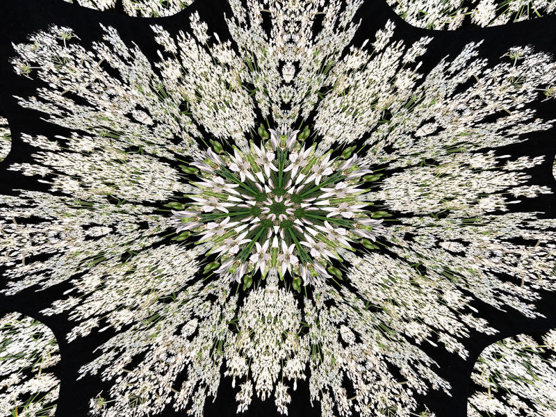 Queen Anne's Lace 1 : Kaleidoscopes : Diane Smook Photography: Nature, Dance, Documentary