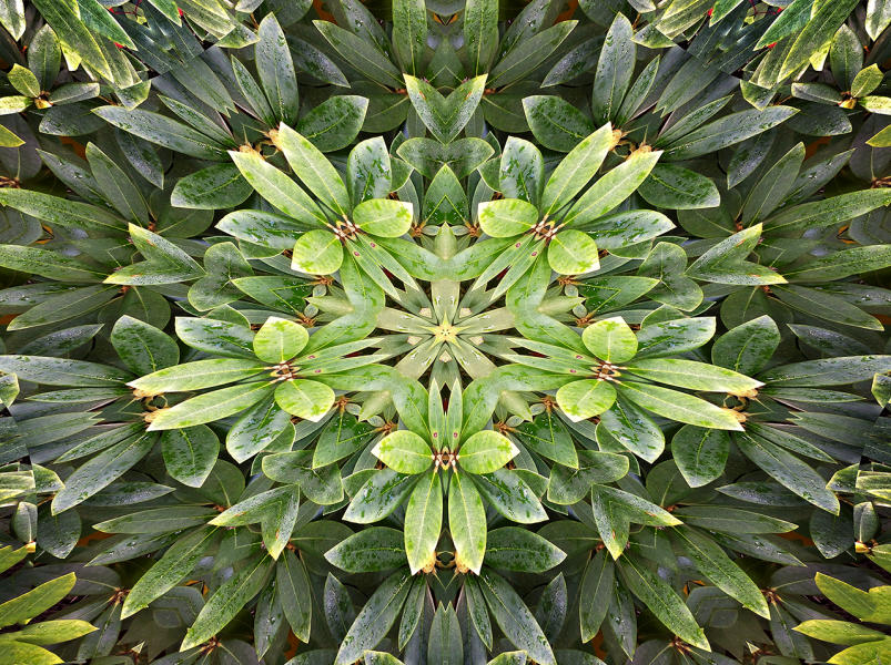Rhododendron 2 : Kaleidoscopes : Diane Smook Photography: Nature, Dance, Documentary