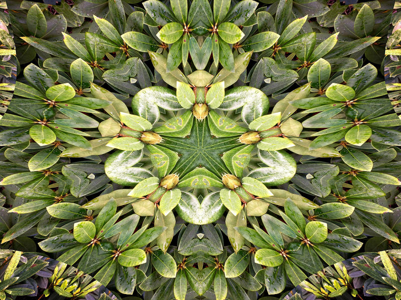 Rhododendron 1 : Kaleidoscopes : Diane Smook Photography: Nature, Dance, Documentary