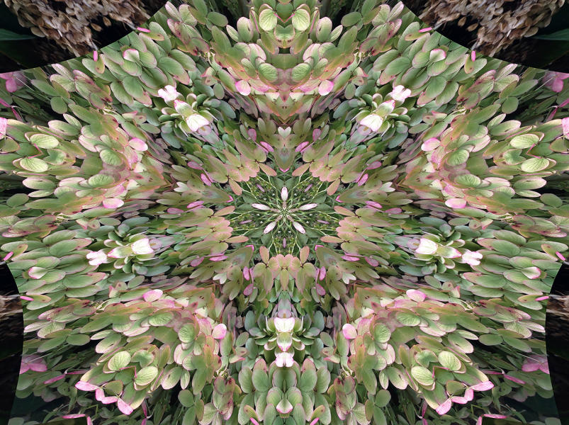 Hydrangea 3 : Kaleidoscopes : Diane Smook Photography: Nature, Dance, Documentary