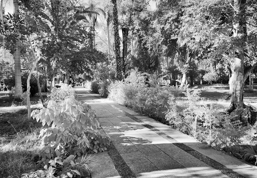 Botanical Garden, Aswan : Infrared Egypt : Diane Smook Photography: Nature, Dance, Documentary