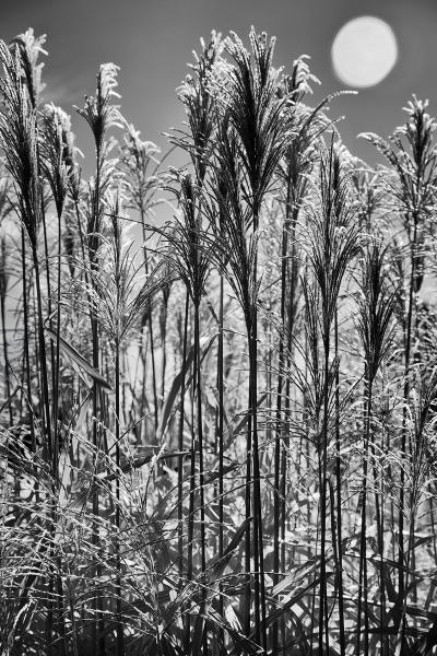 Infrared Grasses 2 : Rural Infrared : Diane Smook Photography: Nature, Dance, Documentary