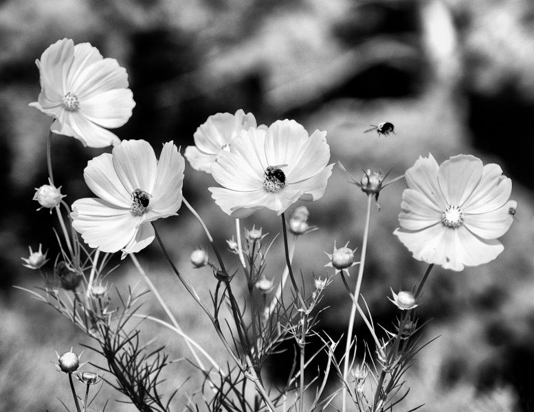 Infrared Cleome & Bees : Rural Infrared : Diane Smook Photography: Nature, Dance, Documentary