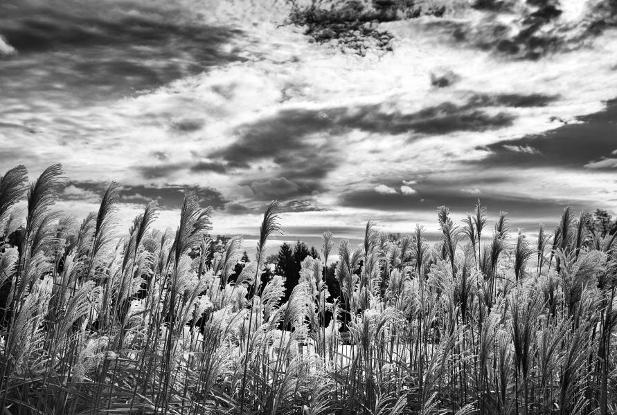 Infrared Grasses 1 : Rural Infrared : Diane Smook Photography: Nature, Dance, Documentary
