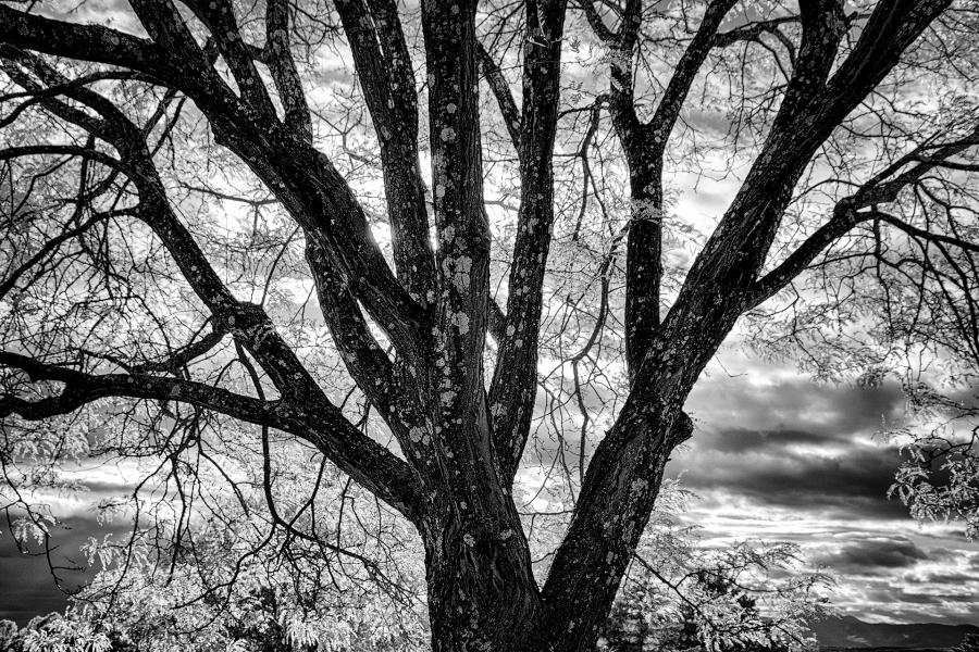 Tree with Lichens : Rural Infrared : Diane Smook Photography: Nature, Dance, Documentary