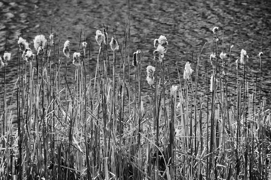 Infrared Cattails : Rural Infrared : Diane Smook Photography: Nature, Dance, Documentary