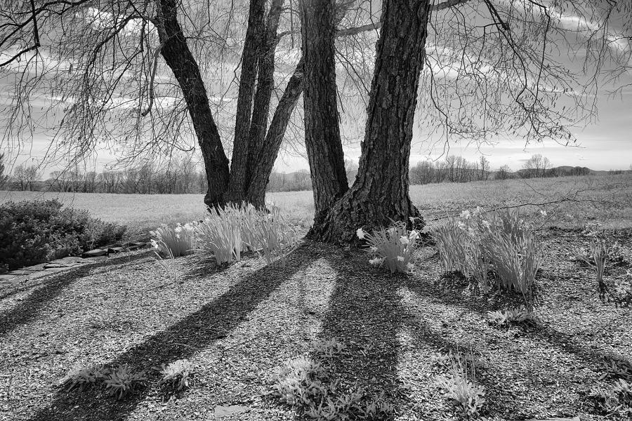 Tree with Shadows : Rural Infrared : Diane Smook Photography: Nature, Dance, Documentary