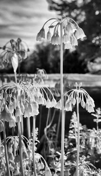Allium : Rural Infrared : Diane Smook Photography: Nature, Dance, Documentary