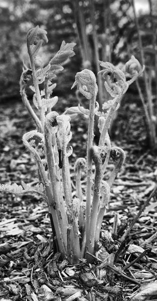 Ferns : Rural Infrared : Diane Smook Photography: Nature, Dance, Documentary