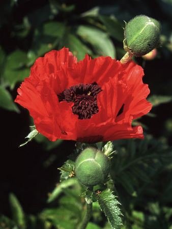 Red Poppy : Beauty in Context : Diane Smook Photography: Nature, Dance, Documentary