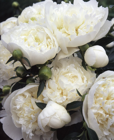White Peonies : Beauty in Context : Diane Smook Photography: Nature, Dance, Documentary
